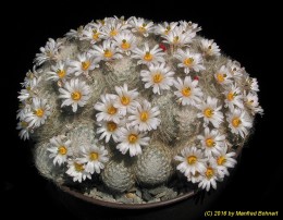 Mammillaria lenta 947